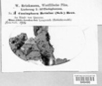 Coniophora arida image